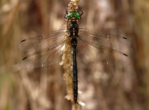 Male
2005_10_09_Brantley